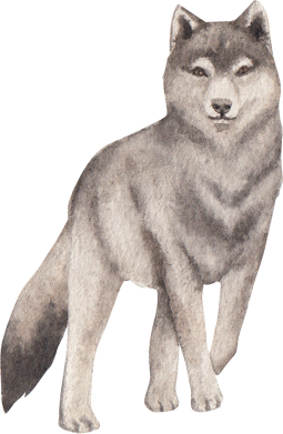 a drawing of a wolf on a white background