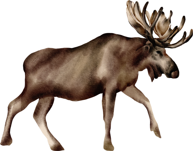 an illustration of a moose on a white background