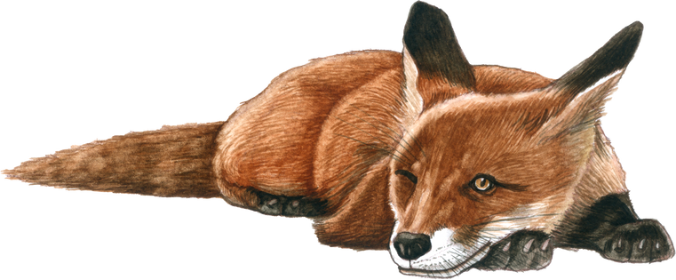 A watercolor drawing of a fox kit, laying down. The fox's fur is red, with black feet and ear tips. 