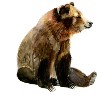 a watercolor painting of a brown bear