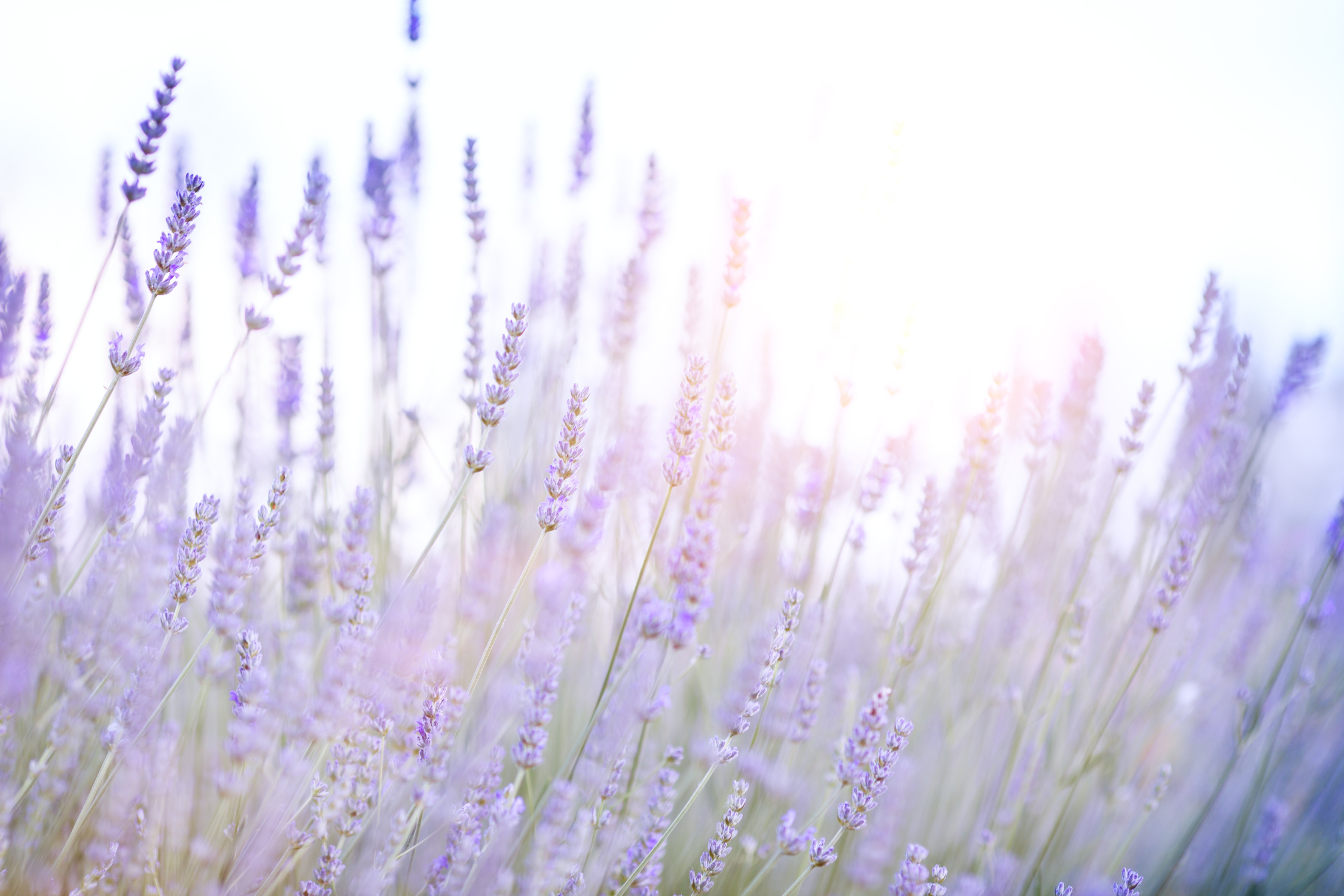 Lavender field